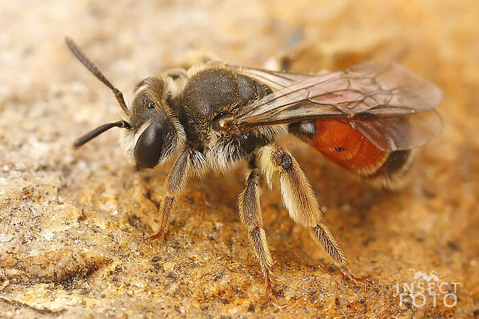 Pískorypka (Andrena labiata)
