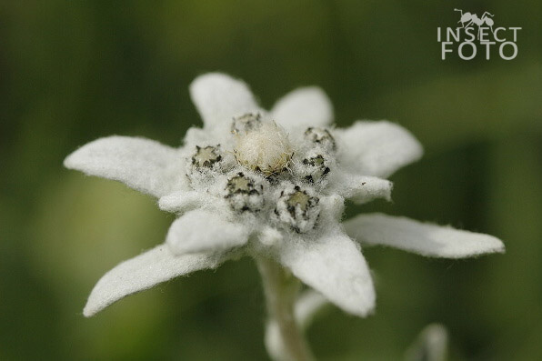 Plesnivec alpský (Leontopodium alpinum),