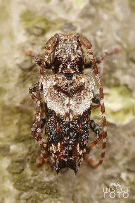 Pogonocherus hispidus