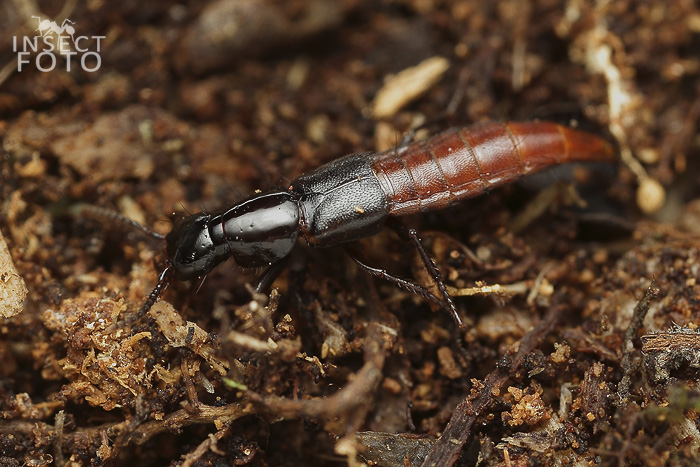 Quedius truncicola (Staphylinidae)