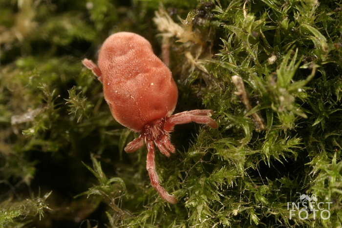 Sametka rudá (Trombidium holosericeum)