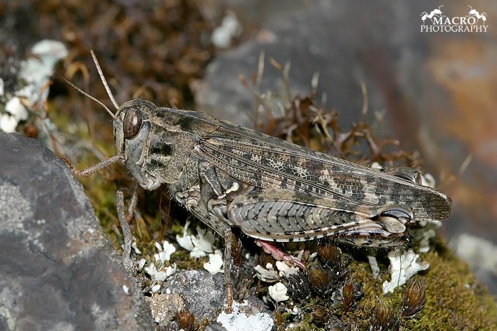 Saranče vlašská (Calliptamus italicus), 