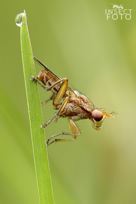 Sciomyzidae sp.