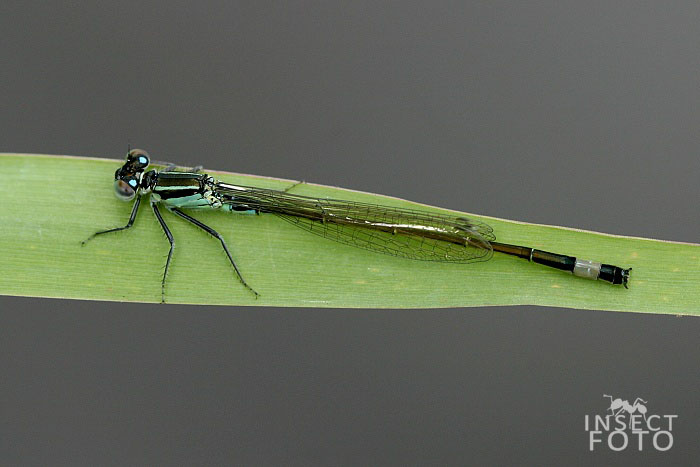 Šidélko větší (Ischnura elegans)