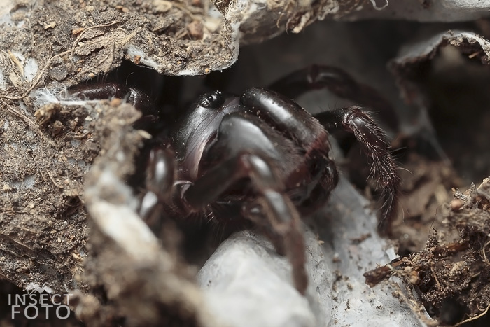 Sklípkánek pontický (Atypus muralis)