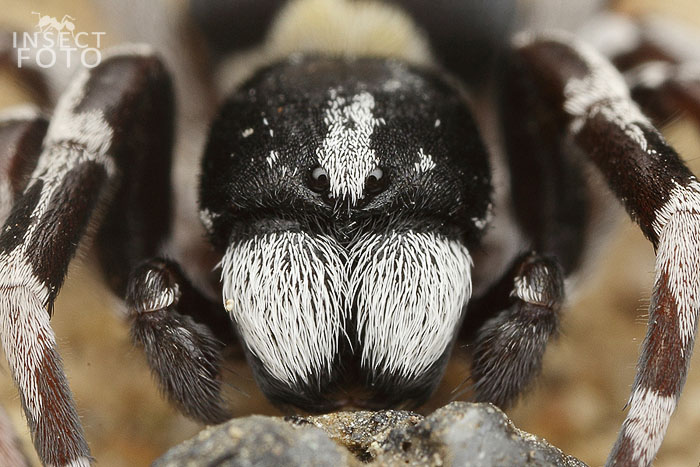 Stepník kanárský (Eresus crassitibialis )