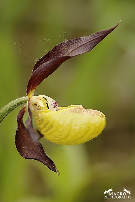  Střevíčník pantoflíček (Cypripedium calceolus)