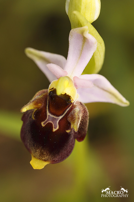 Tořič čmelákovitý Holubyho (Ophrys holoserica holubyana)