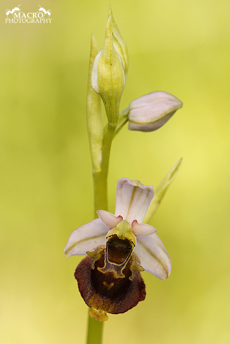 Tořič čmelákovitý Holubyho (Ophrys holoserica holubyana)