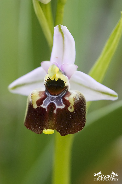 Tořič čmelákovitý (Ophrys holoserica)
