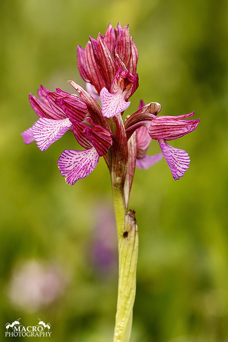 Vstavač motýlovitý (Orchis papilionacea)