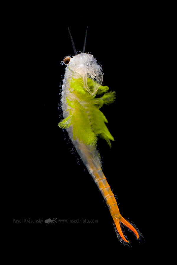 Žábronožka letní (Branchipus schaefferi)