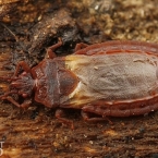 Aneurus laevis