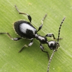 Anthicidae sp.