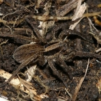Arachnida sp.