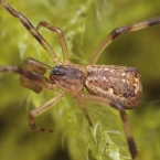 Araneae sp.