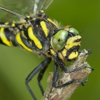 Páskovec kroužkovaný (Cordulegaster boltonii)