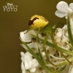 Běžník (Ebrechtella tricuspidata)