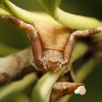 Běžník lichoběžníkovitý (Pistius truncatus)