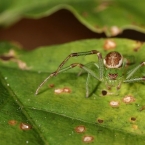 Běžník zelený (Diaea dorsata)