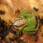Běžník zelený (Diaea dorsata)