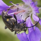 Brachyta interrogationis
