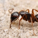 Camponotus fallax