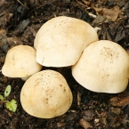 Čirůvka májovka (Calocybe gambosa)