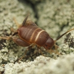 Cvrčík mravenčí (Myrmecophila acervorum)