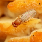 Diptera sp.