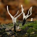 Dřevnatka parohatá (Xylaria hypoxylon)