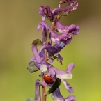 Makovité (Papaveraceae)
