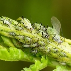 Hemiptera sp.