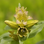 Hořec tečkovaný (Gentiana punctata)