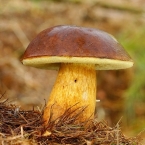 Houby (Fungi)
