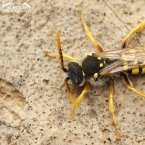 Hymenoptera sp.