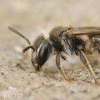 Hymenoptera sp.