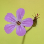 Kakost smrdutý (Geranium robertianum)