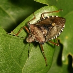 Kněžice rudonohá (Pentatoma rufipes)