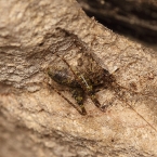 Koník jeskynní (Troglophilus neglectus)