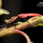 Kovařík purpurový (Anostirus purpureus)