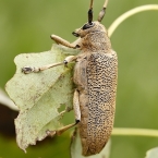 Kozlíček osikový (Saperda carcharias)