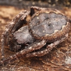 Křižák podkorní (Nuctenea umbratica)