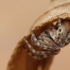 Křižák vířivý (Cycolsa conica)