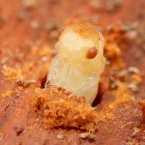 Lesan hnědý (Hylecoetus dermestoides)