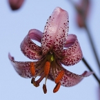 Lilie zlatohlavá (Lilium martagon)