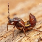 Drabčíkovití (Staphylinidae)
