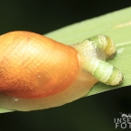 Motolice podivná (Leucochloridium paradoxum)
