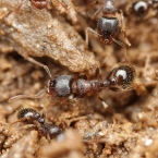 Mravenec drnový (Tetramorium caespitum)