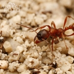 Mravenec horský (Manica rubida)